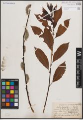 Foto von Salix discolor Muhl.